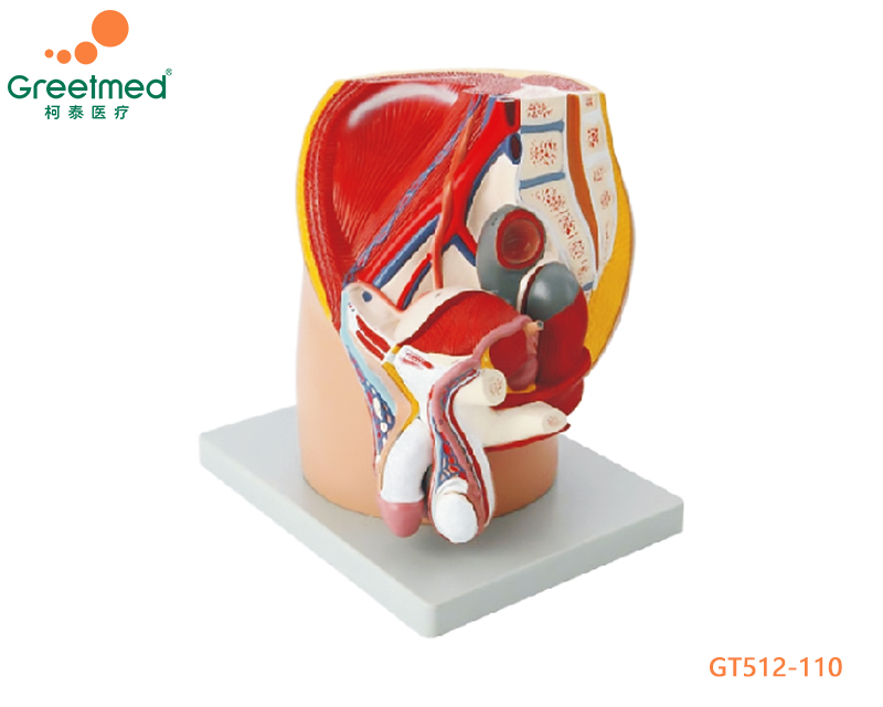 Median section of male female pelvis model greetmed